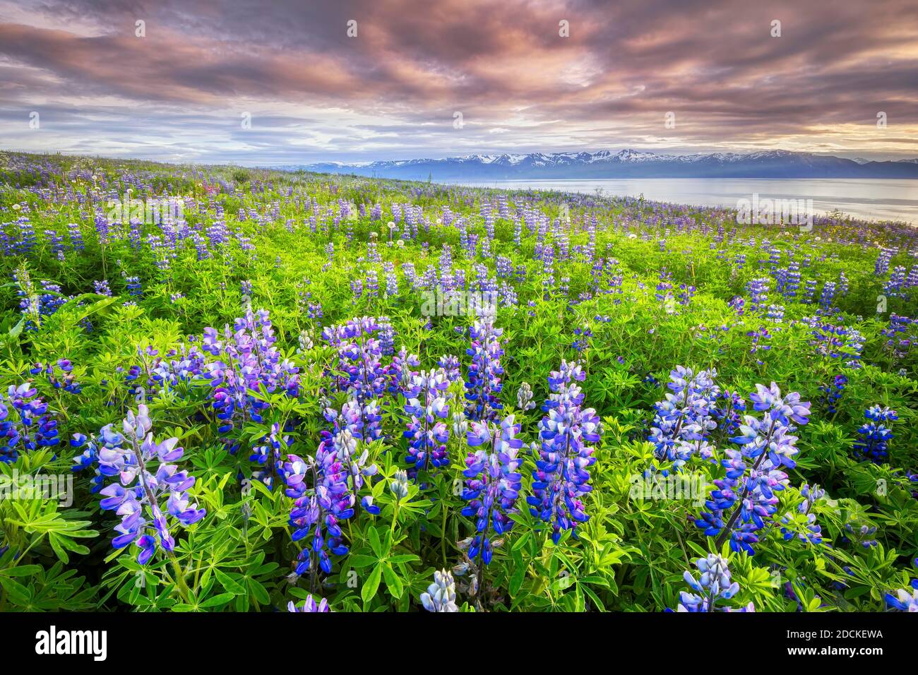 Violet lupins on a hill behind the sea and snow-covered mountains in the evening light with dramatic sky, Norourping, Norourland eystra, Iceland Stock Photo