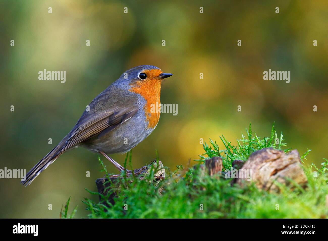European robin (Erithacus rubecula) Schleswig-Holstein, Germany Stock Photo