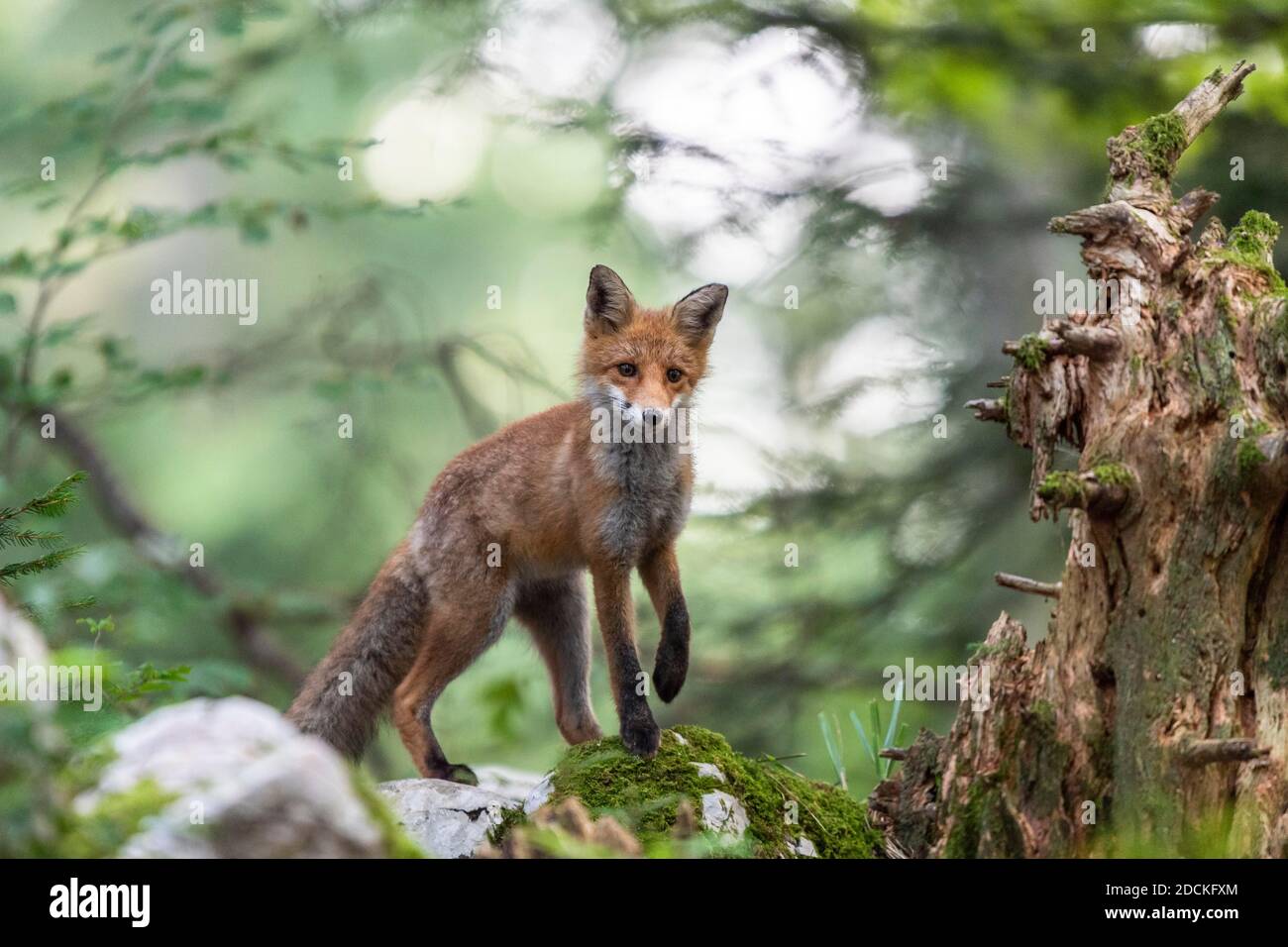 Red fox (Vulpes vulpes) in the forest, Notranjska region, Slovenia Stock Photo