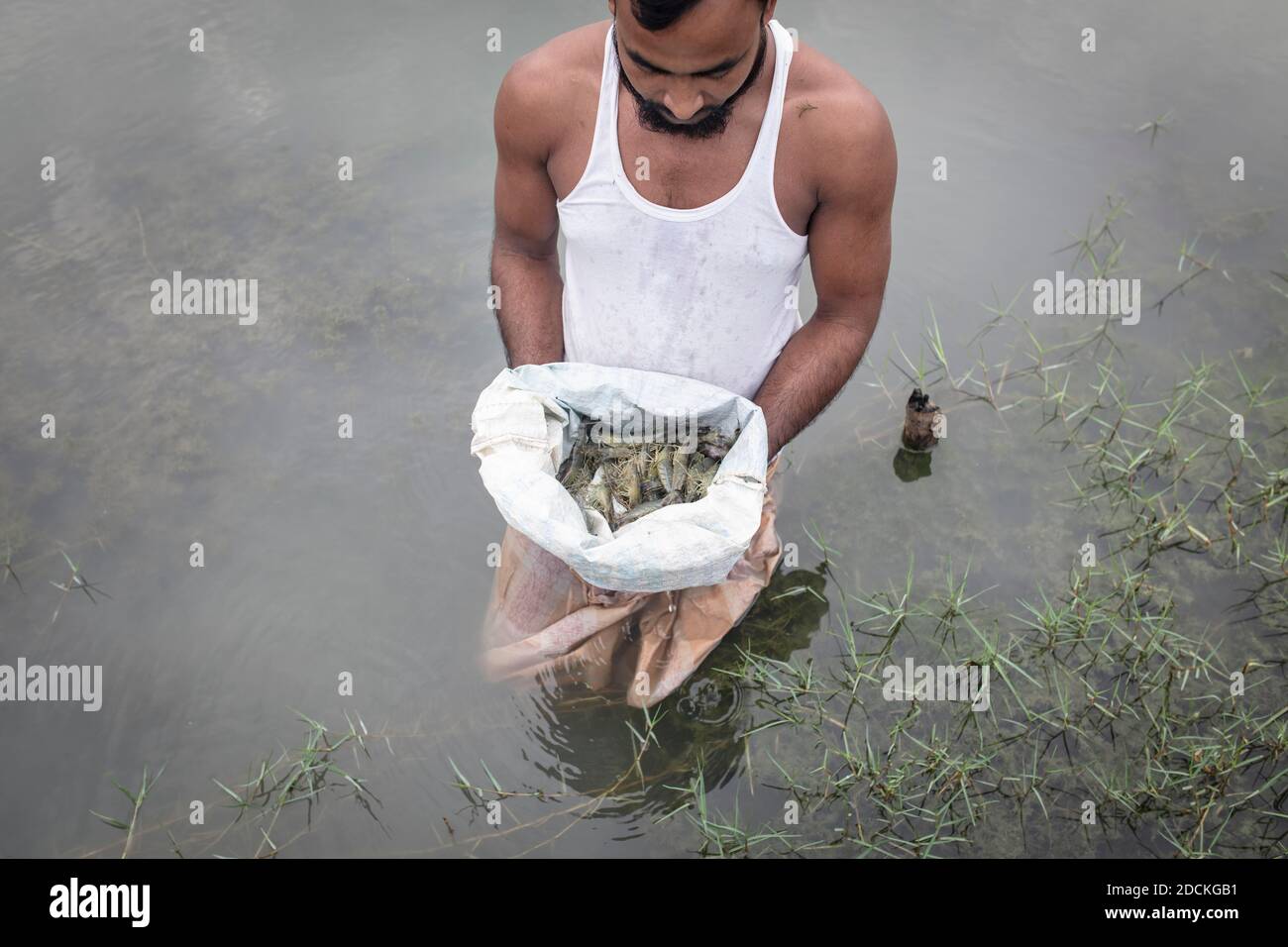 A man looks at harvested shrimps (Penaeus monodon) on a farm in an open sack, shrimps are farmed in the Ganges delta, Mongla, Sundarbans, Bangladesh Stock Photo