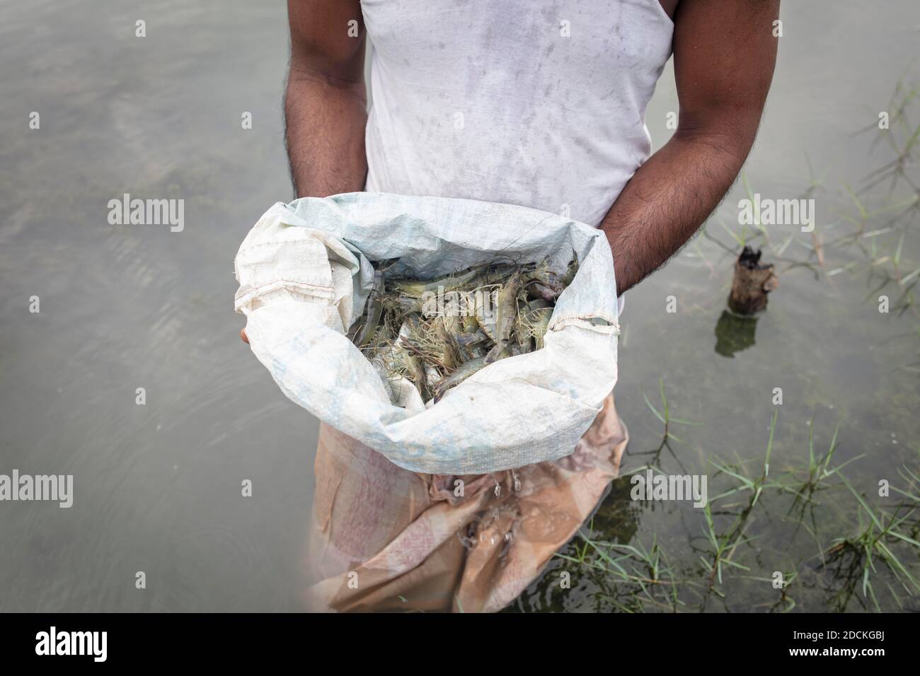 A man looks at harvested shrimps (Penaeus monodon) on a farm in an open sack, shrimps are farmed in the Ganges delta, Mongla, Sundarbans, Bangladesh Stock Photo