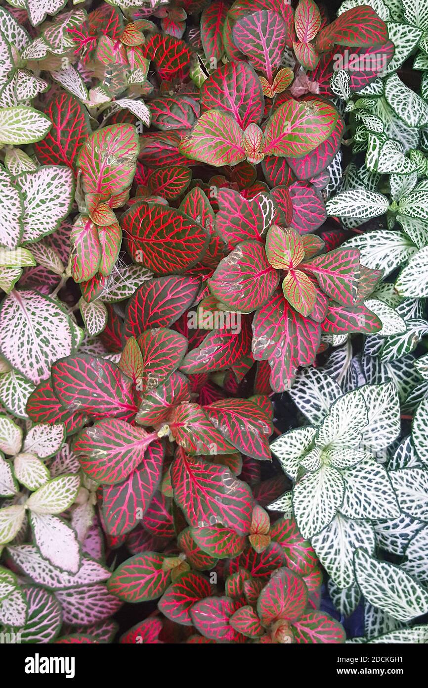 Close-up white, green and red leaves. Fittonia verschaffeltii or Fittonia albivenis plant. Top view Stock Photo