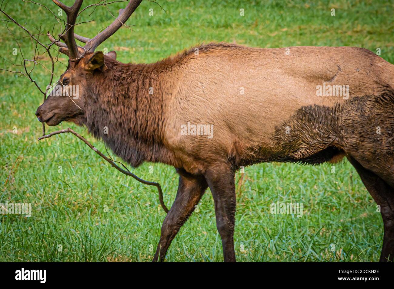 Bull elk (Cervus canadensis) with branch caught in antlers at Great Smoky Mountains National Park near Cherokee, North Carolina. (USA) Stock Photo
