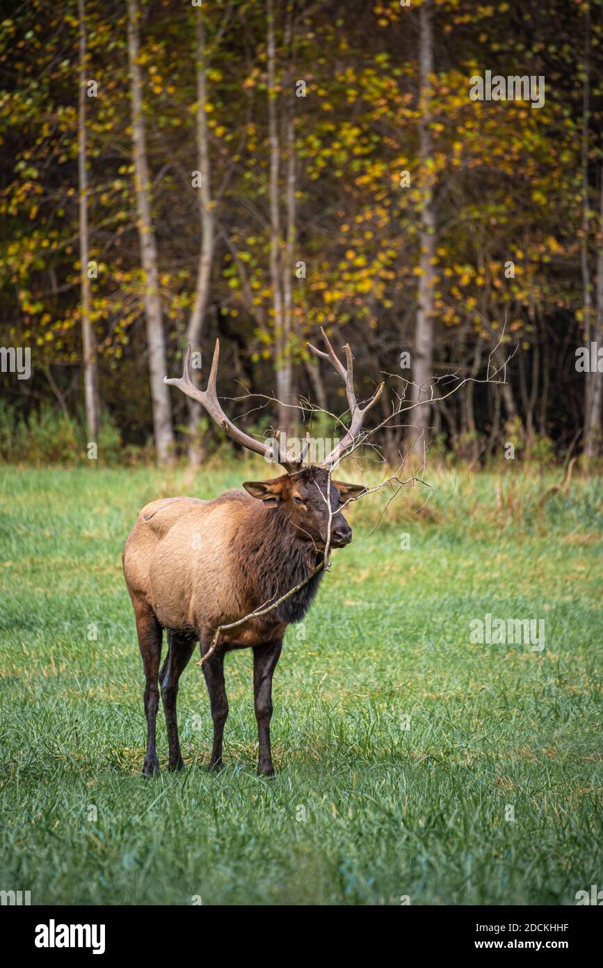 Bull elk (Cervus canadensis) with branch caught in antlers at Great Smoky Mountains National Park near Cherokee, North Carolina. (USA) Stock Photo