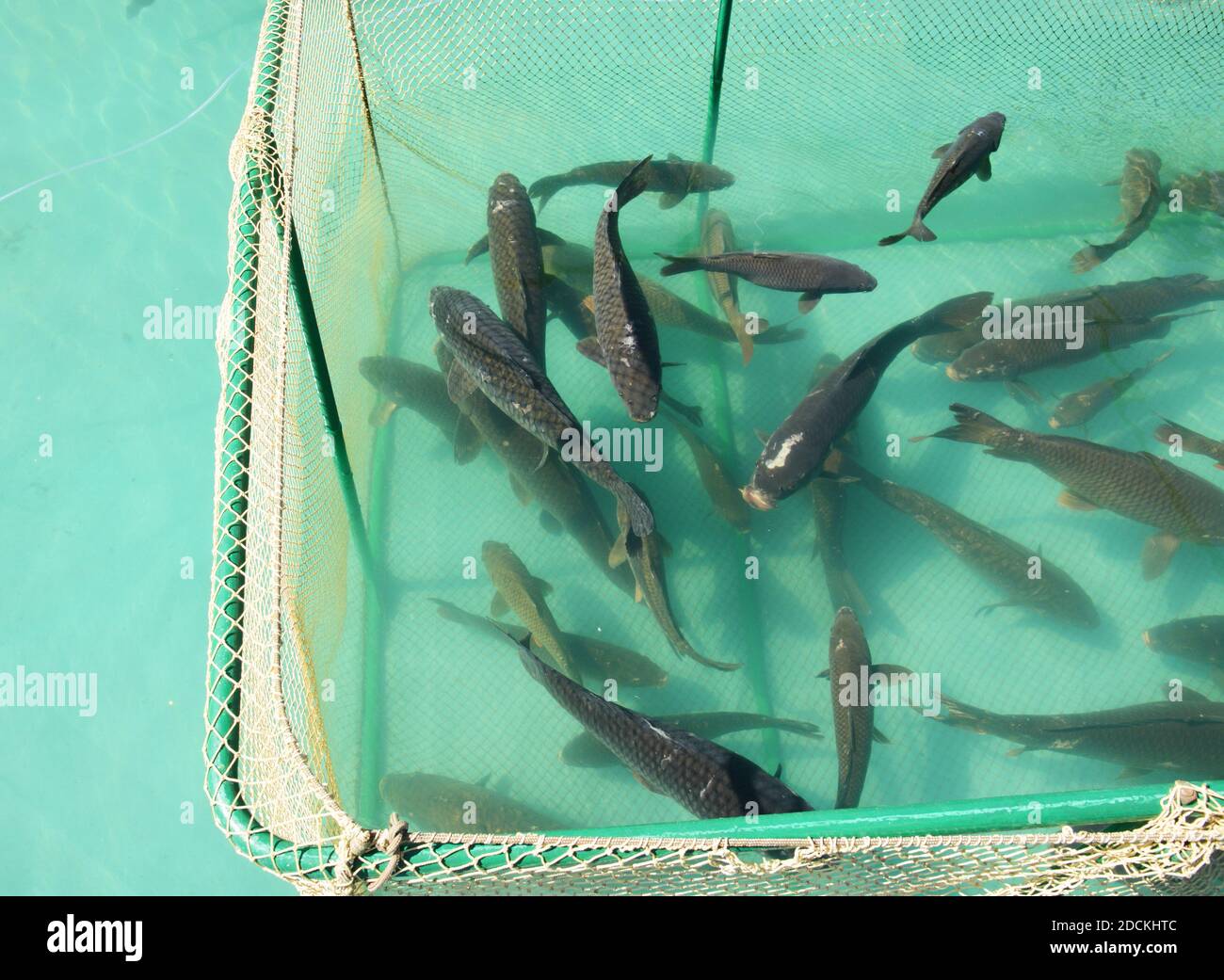 Aquaculture and production of grass carp, ctenopharyngodon idella production in culture ponds, pens and cages in open waters. Stock Photo