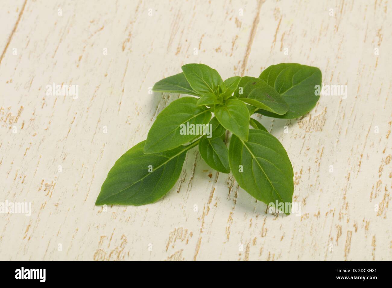 Fresh green Basil leaves herb for cooking Stock Photo Alamy