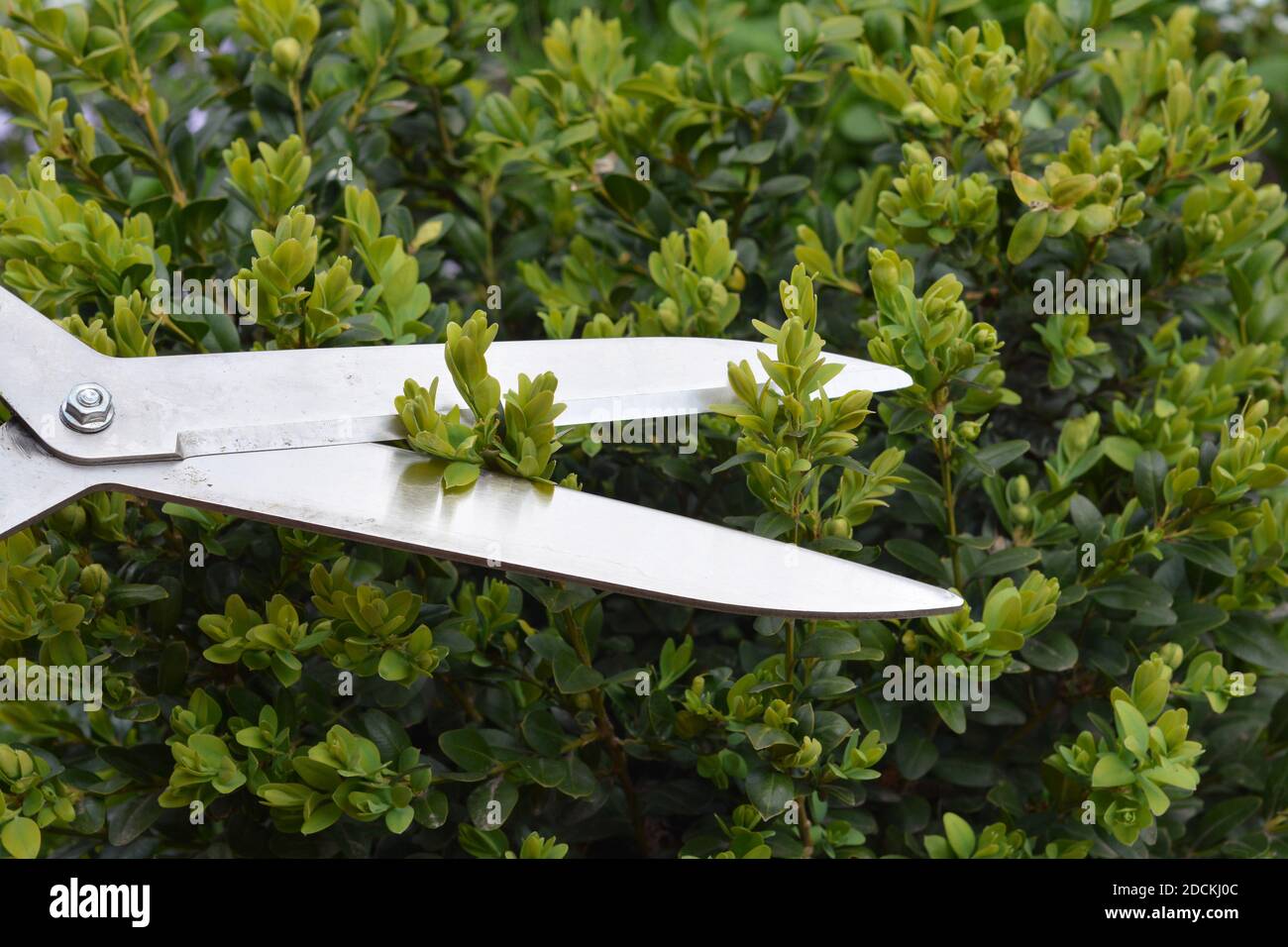 A close-up on trimming, cutting, pruning evergreen boxwood, buxus shrub using hedge shears to create topiary shapes and design hedges. Stock Photo
