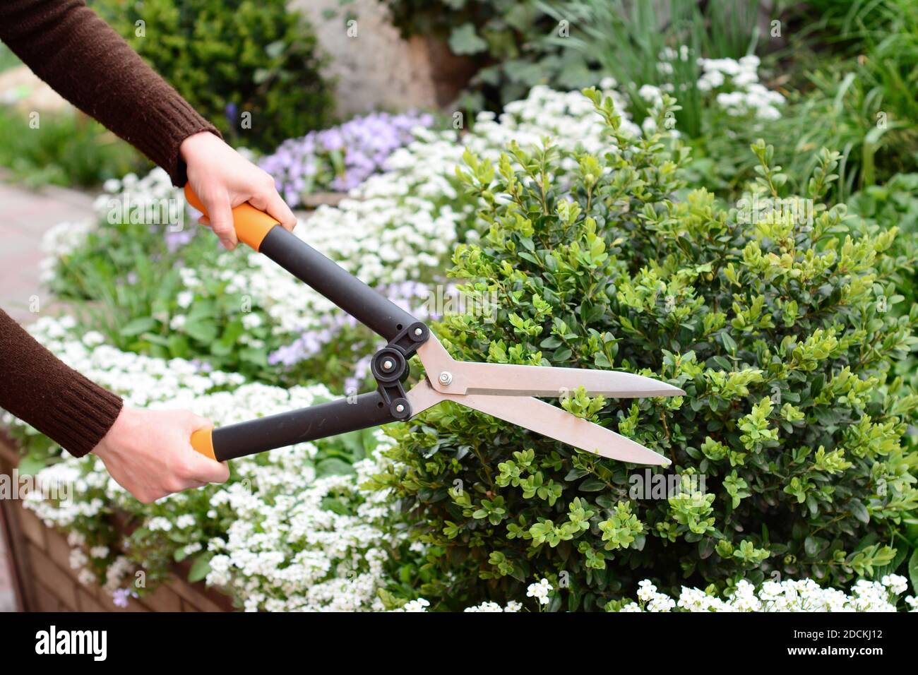A gardener is trimming, cutting, pruning  buxus, boxwood bush, shrub, forming a ball to encourage branching and new growth with blooming arabis. Stock Photo
