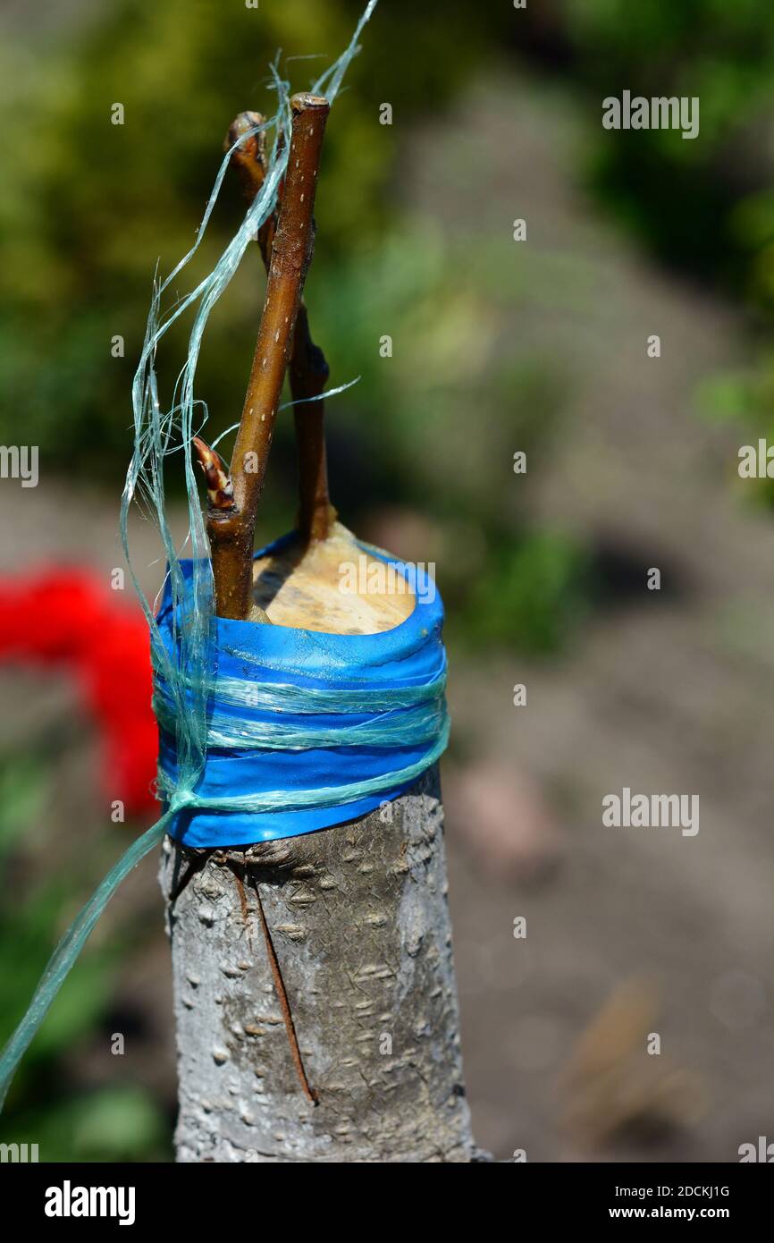 Grafting fruit pear tree with a grafting tape. Stock Photo