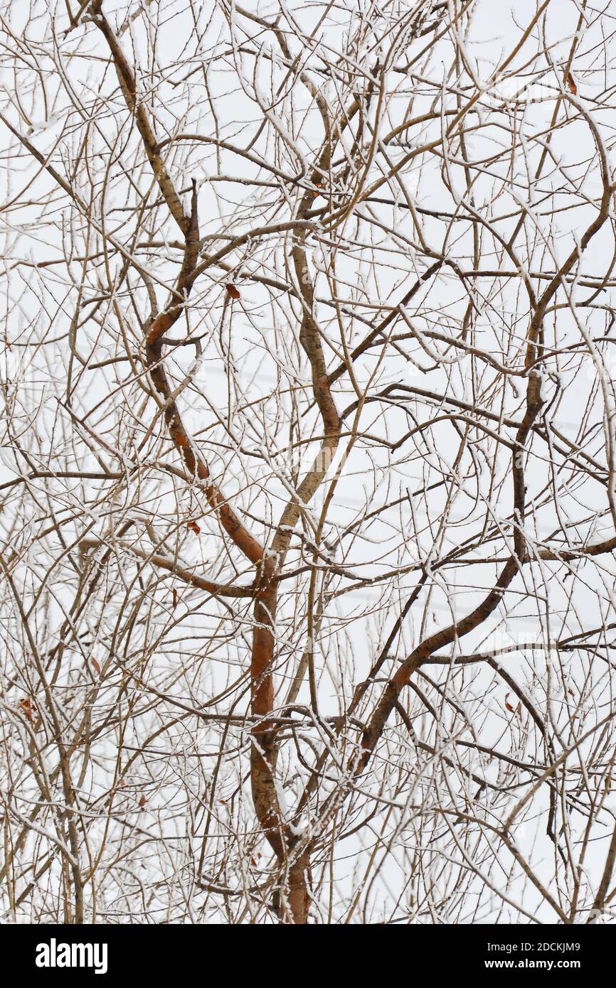 Willow Pattern High Resolution Stock Photography And Images Alamy
