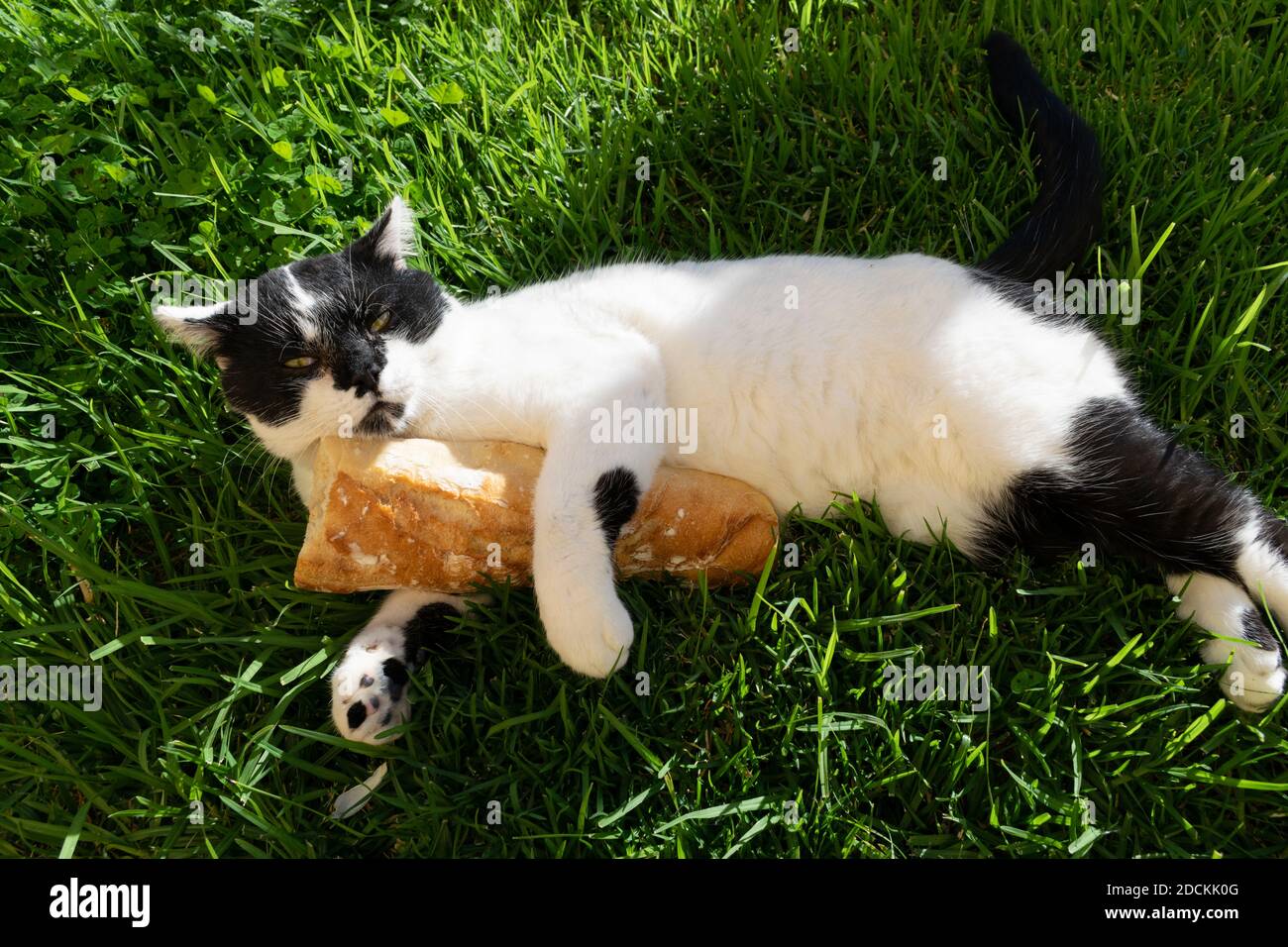 A closeup shot of an adorable cat with a baguette lying on the green grass Stock Photo