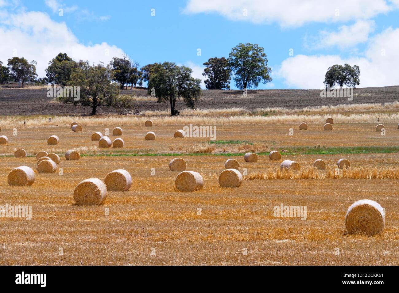 Hay rolls in field, Bindoon,  Western Australia Stock Photo