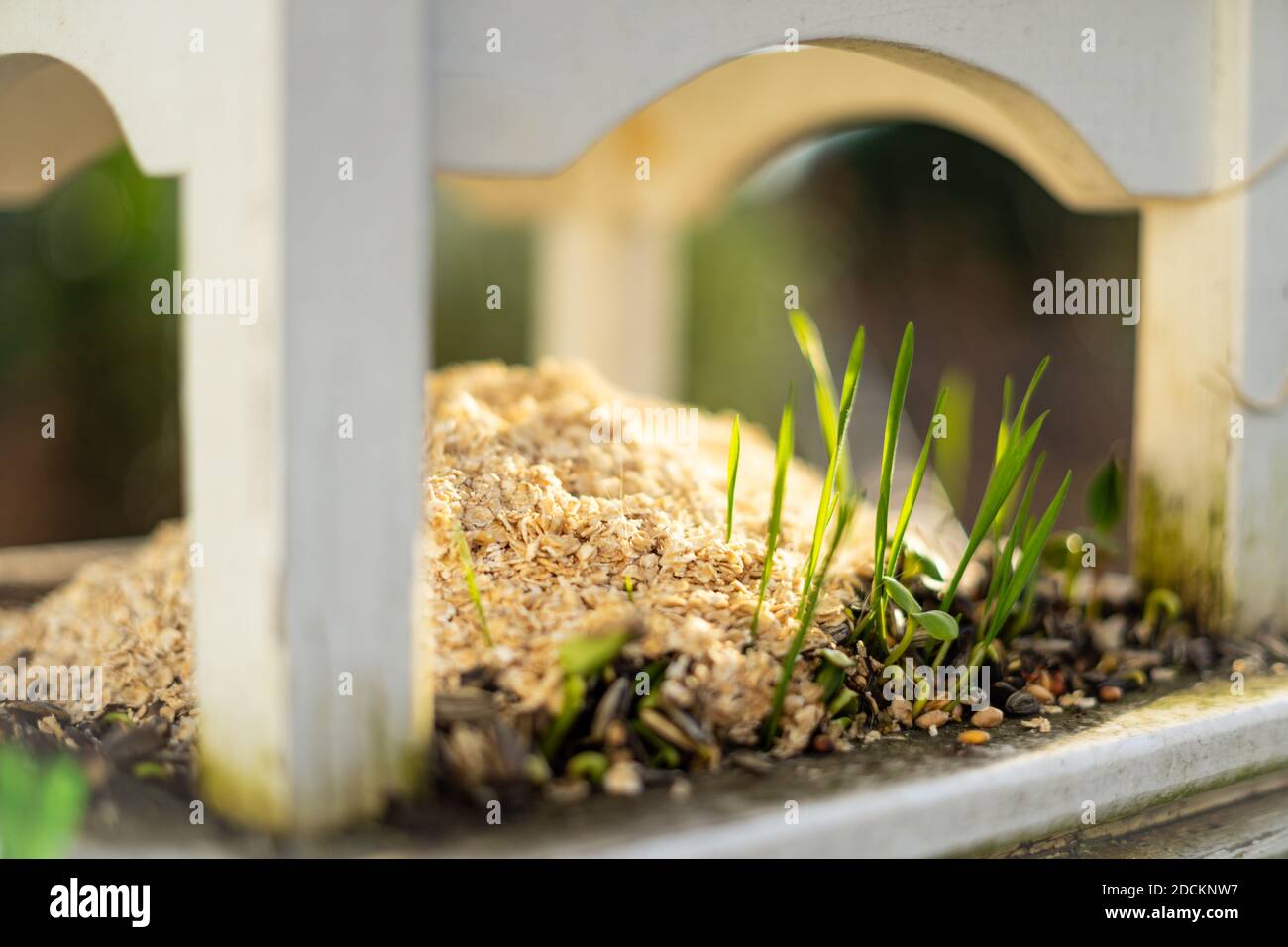 Sunflower and oat sprouts in a bird feeder Stock Photo