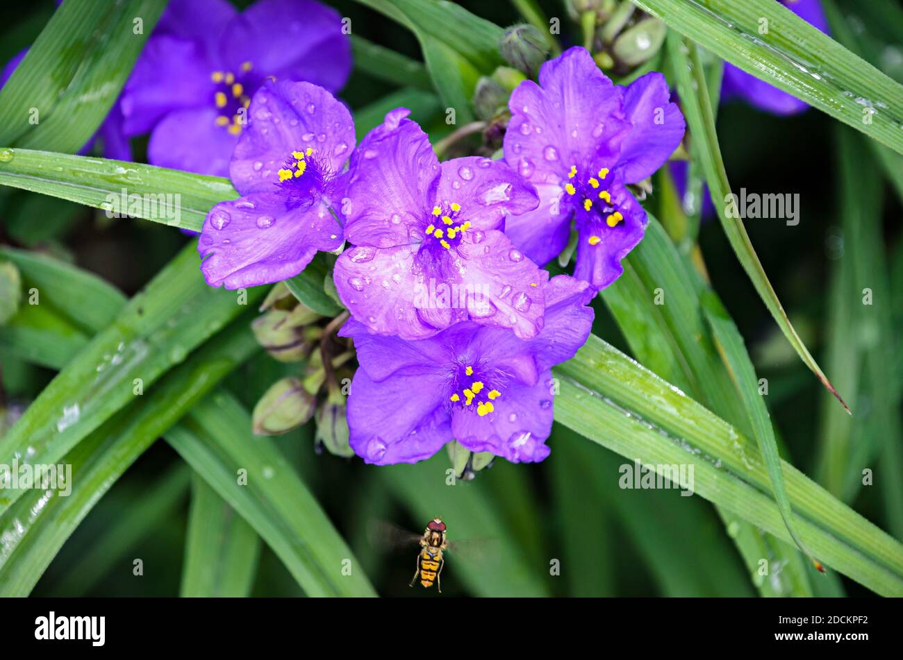 Mauve Spiderwort flower with yellow pistils, close up. Stock Photo