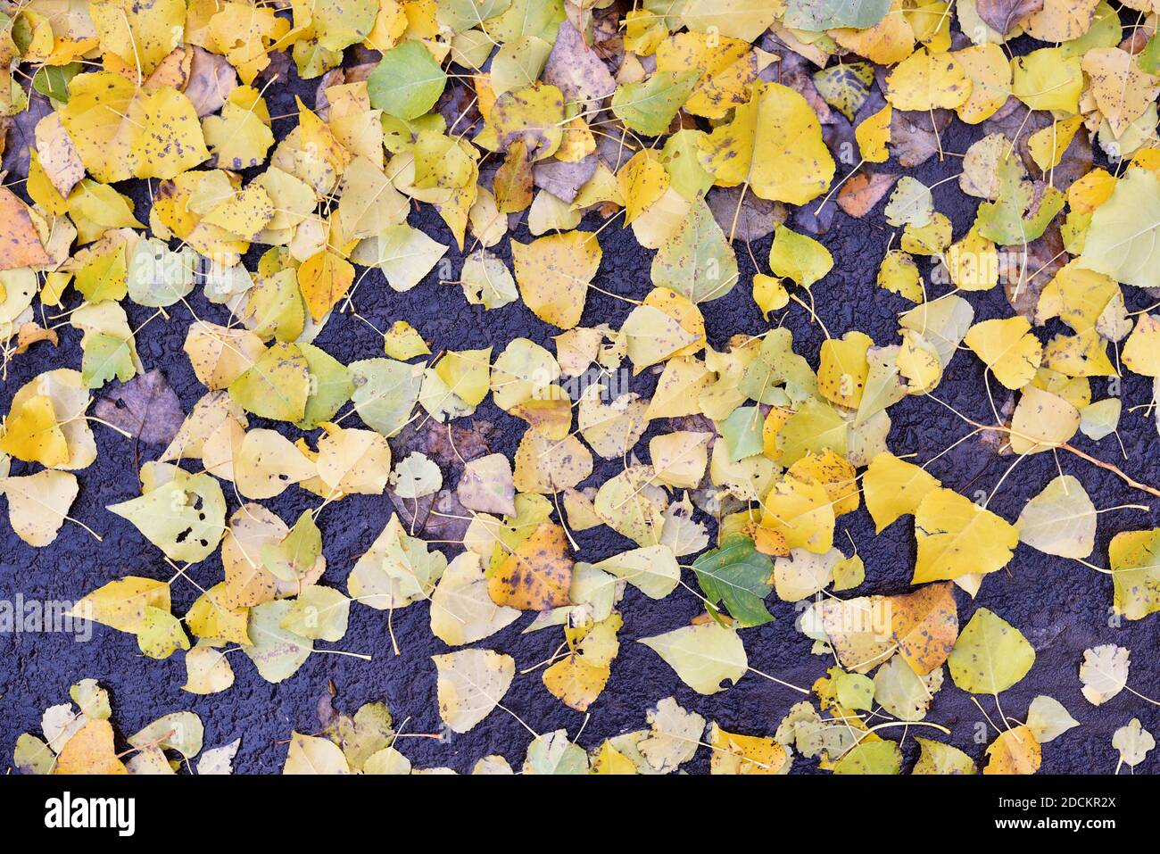 Fallen autumn poplar leaves lie on the ground Stock Photo