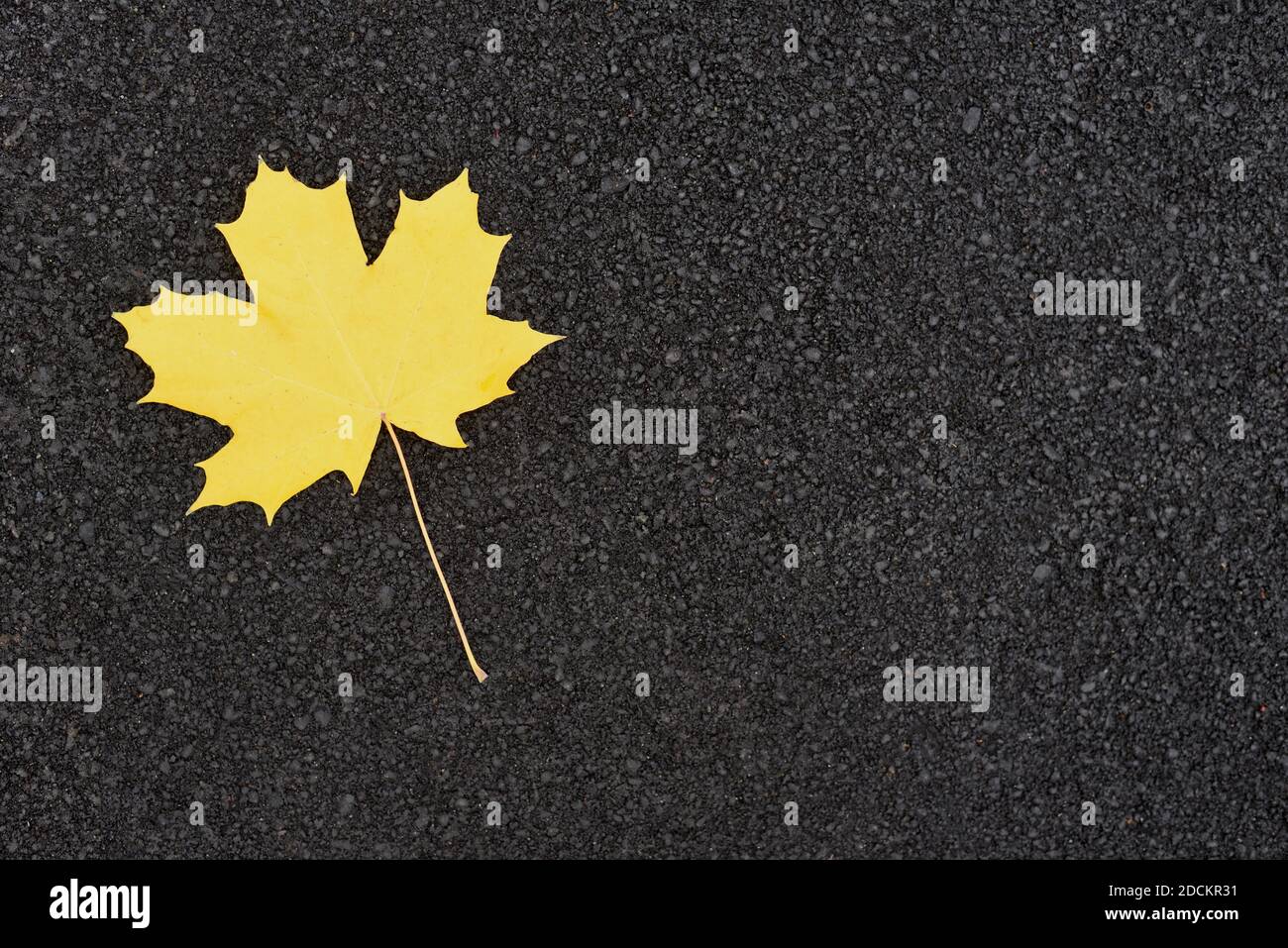 One yellow autumn maple leaf lying on the asphalt Stock Photo - Alamy