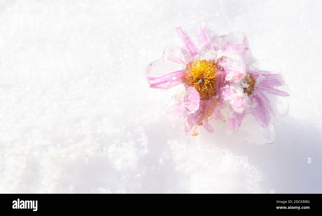 Selective focuse of frozen pink aster flowers covered with ice on the snow. Background with copy space Stock Photo
