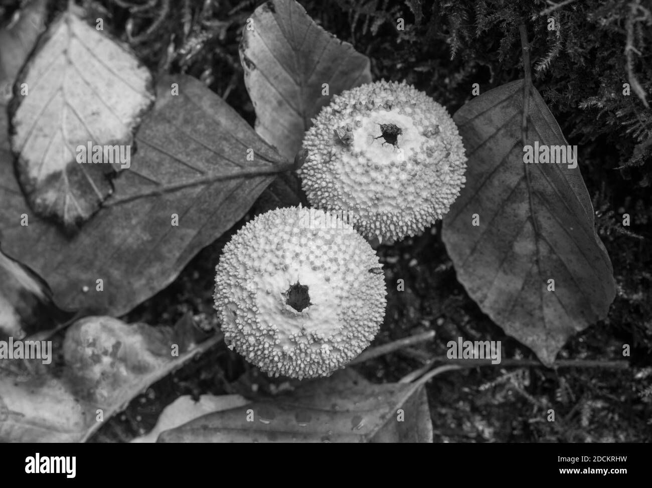 Puffball fungi (Lycoperdon sp) Stock Photo