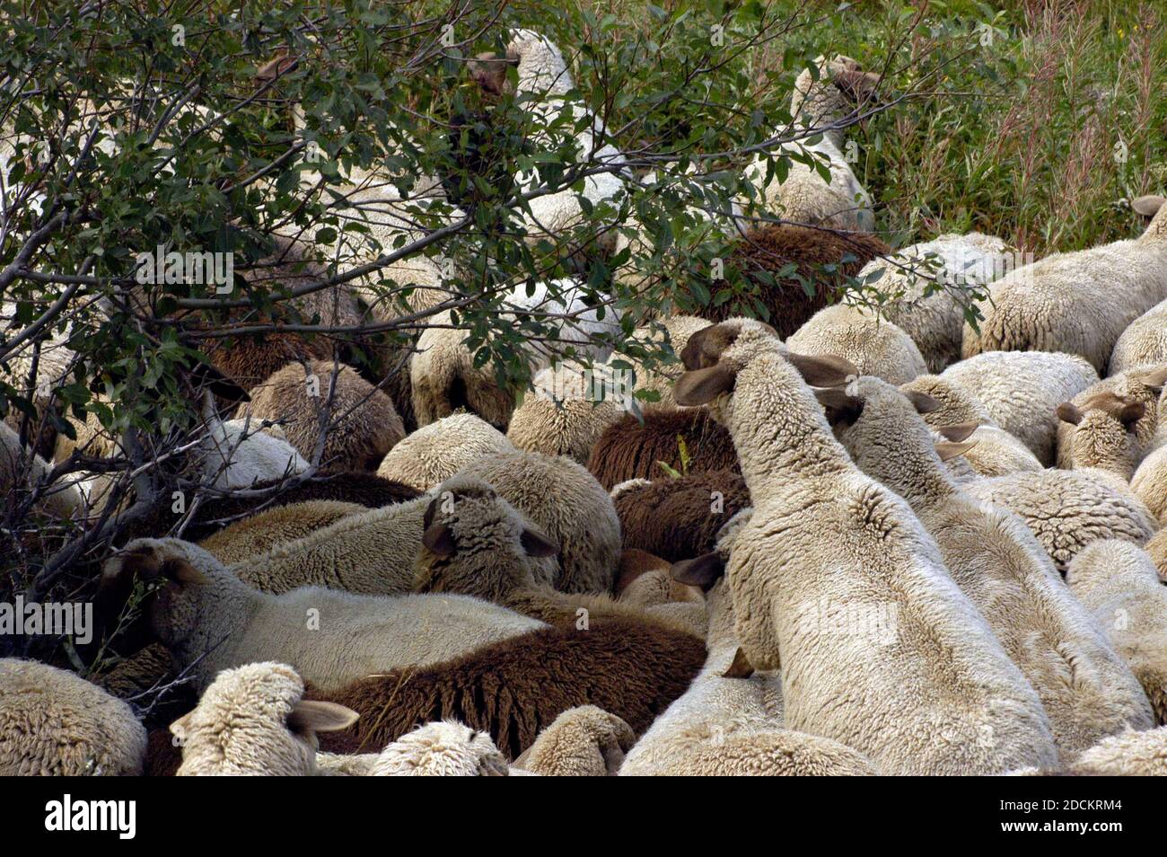 a grazing flock of sheep flock outdoor on the meadow Stock Photo - Alamy