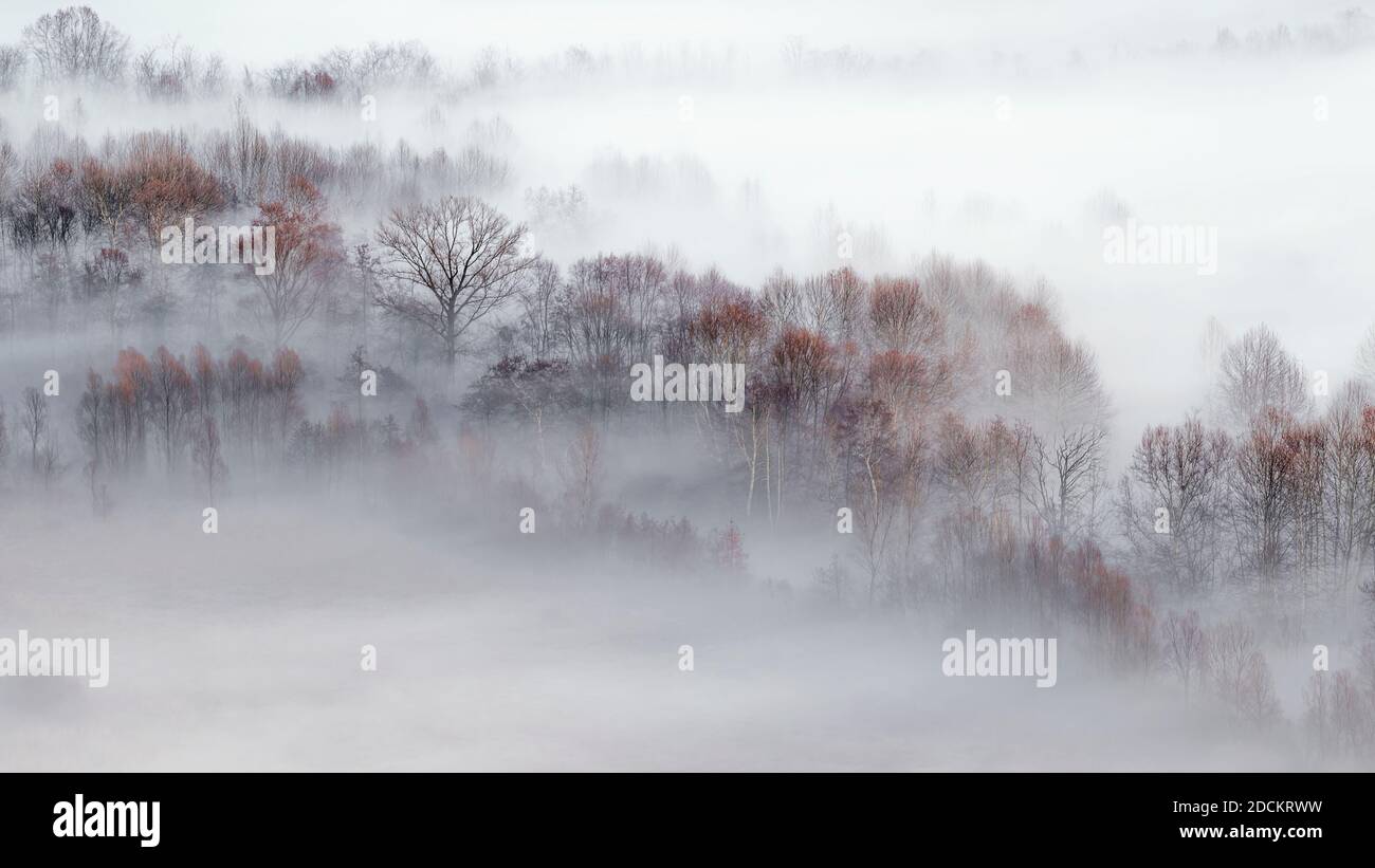 Dreamlike trees with white fog hi-res stock photography and images - Alamy