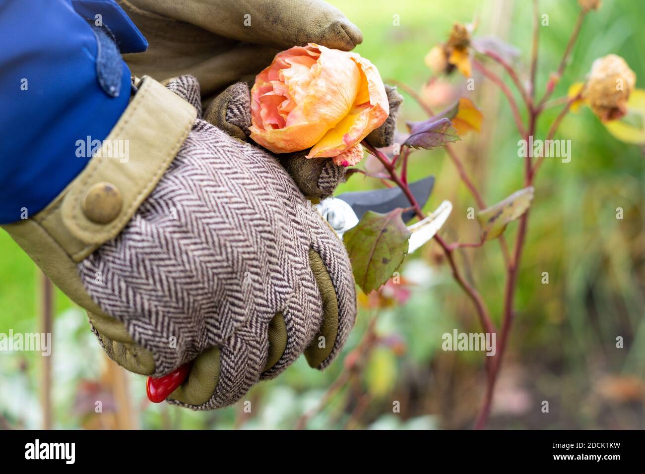 Dead rose bush hires stock photography and images Alamy