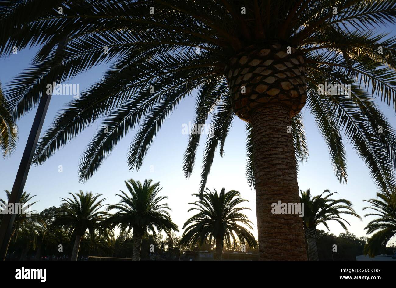 Los Angeles, California, USA 16th November 2020 A general view of atmosphere of palm trees at Los Angeles National Cemetery on November 16, 2020 in Los Angeles, California, USA. Photo by Barry King/Alamy Stock Photo Stock Photo