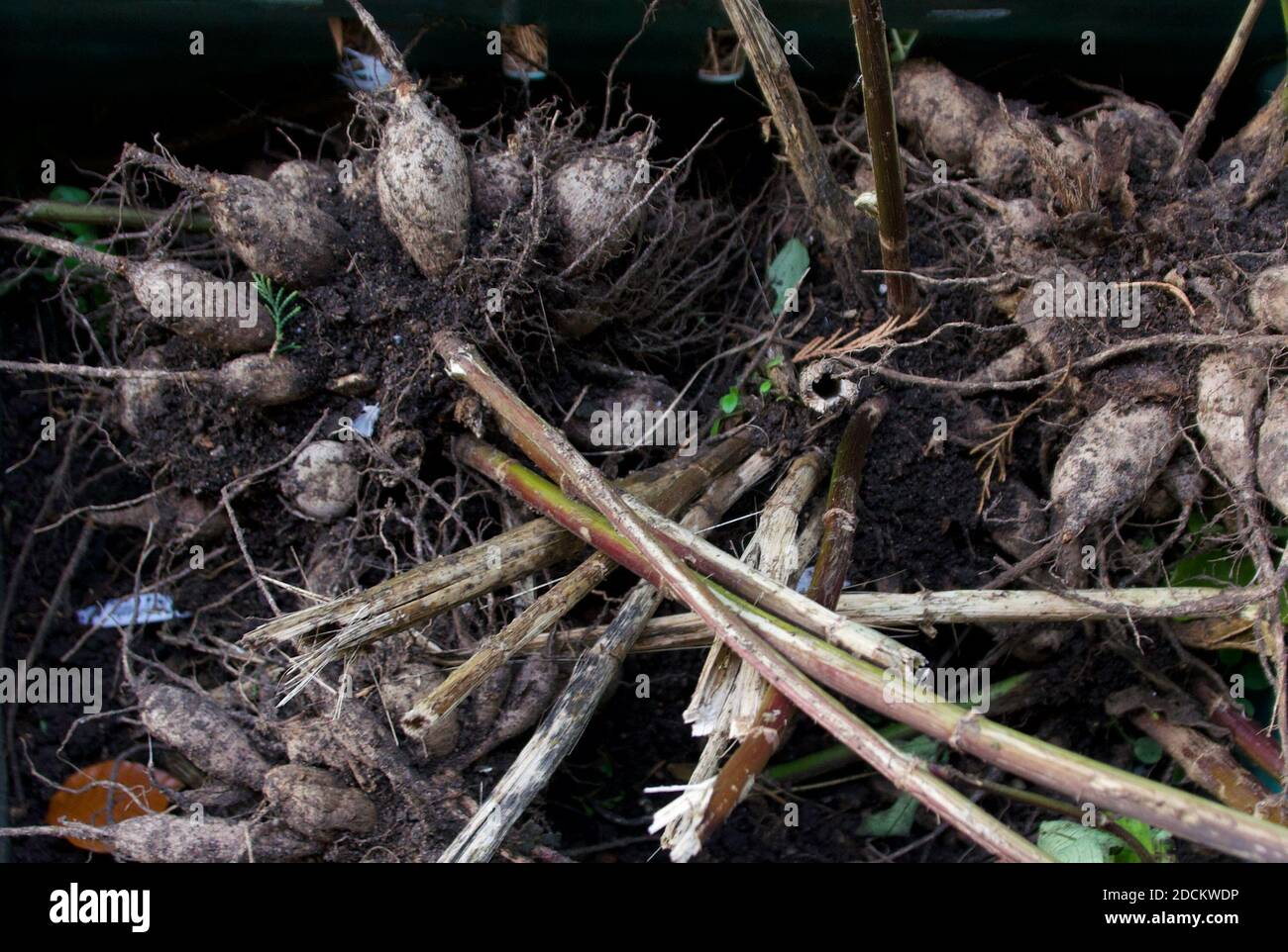 Background of selection of rhizomes removed from ground for winter storage Stock Photo