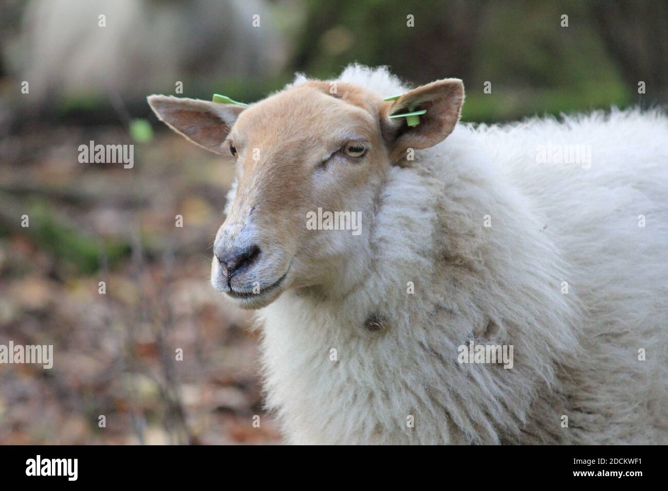 Sheeps in citypark the Staddijk in Nijmegen, the Netherlands Stock Photo