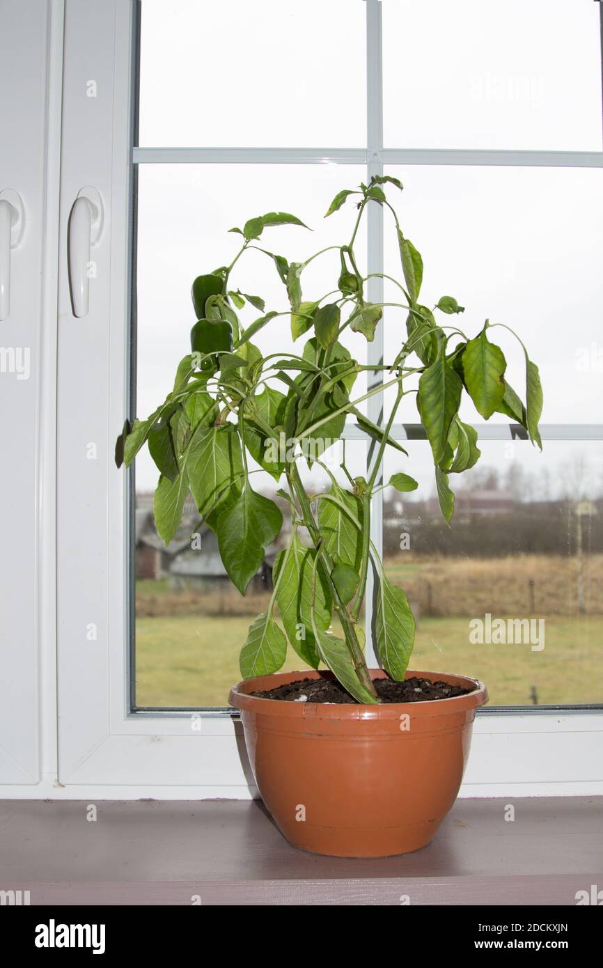 indoor hawaiian plants Hawaiian Ti Plant