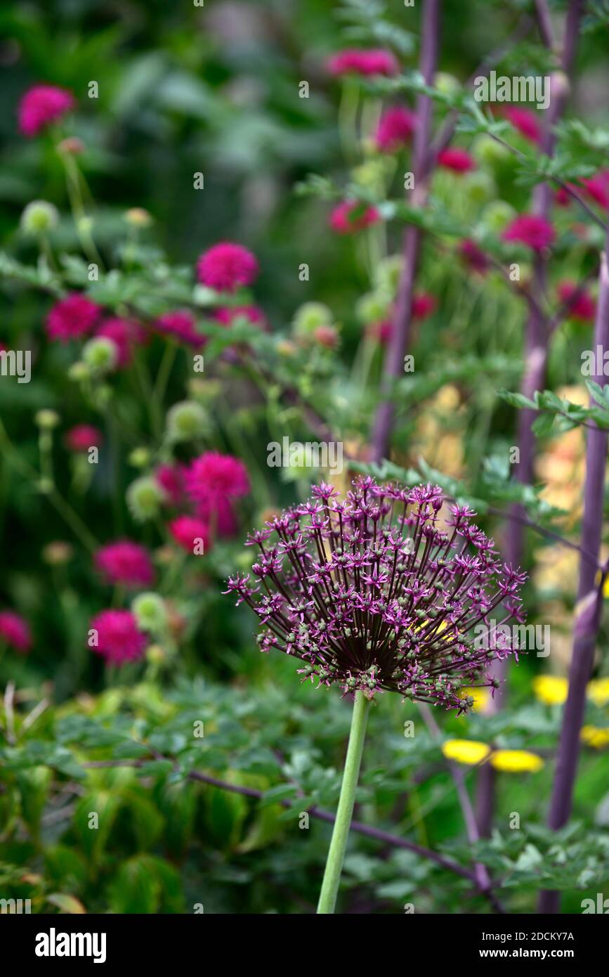 allium atropurpureum,purple flowers,alliums,ornamental onion,knautia macedonicaflower,flowering,flowers,garden,gardening,RM Floral Stock Photo