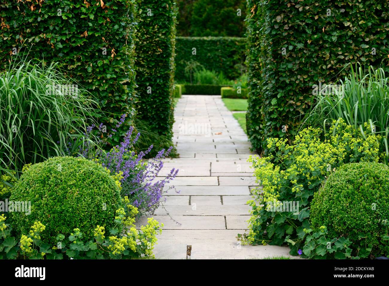 buxus balls,box balls,miscanthus,beech hedge,path,garden,gardens