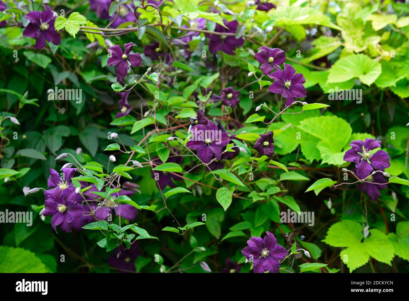 Clematis climbing wall flower hires stock photography and images Alamy