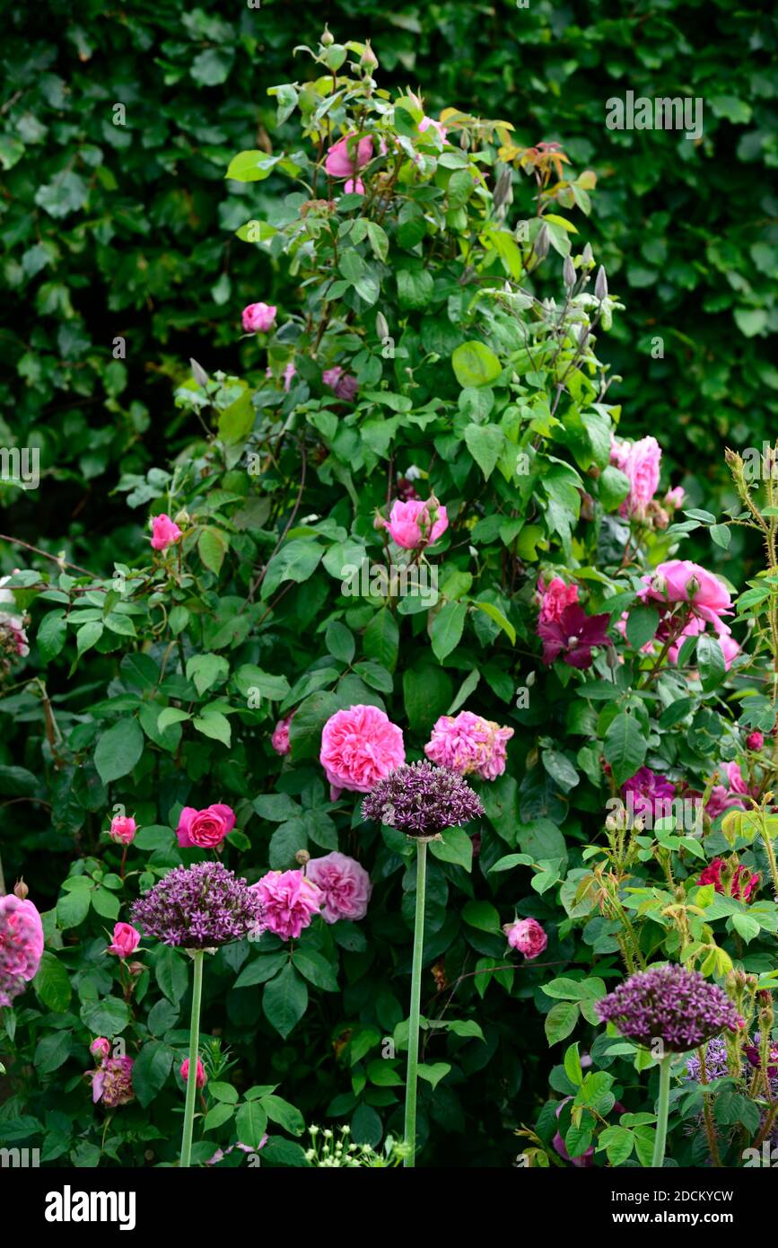 cottage garden,rose,roses,allium atropurpureum,pink purple flowers