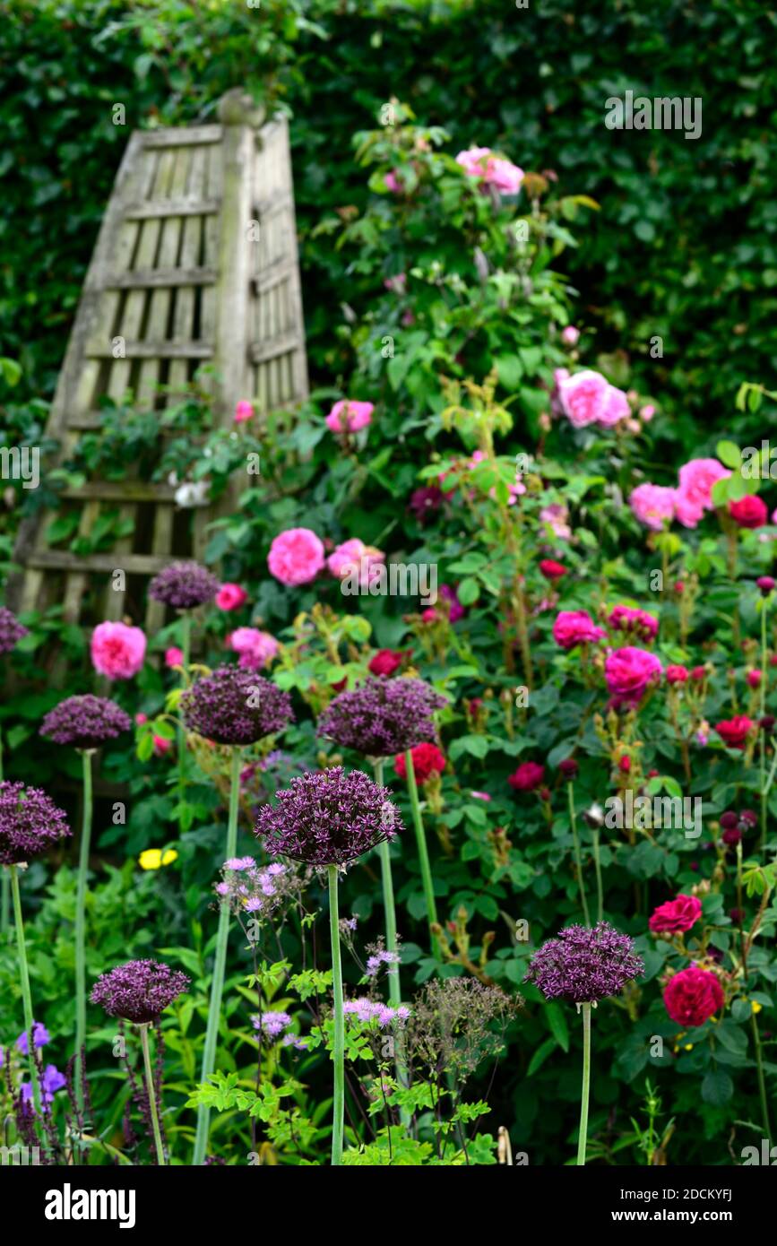 cottage garden,rose,roses,allium atropurpureum,red,pink,purple,flowers,wooden  obelisk,wood obelisk,garden,gardens,garden feature,RM Floral Stock Photo -  Alamy