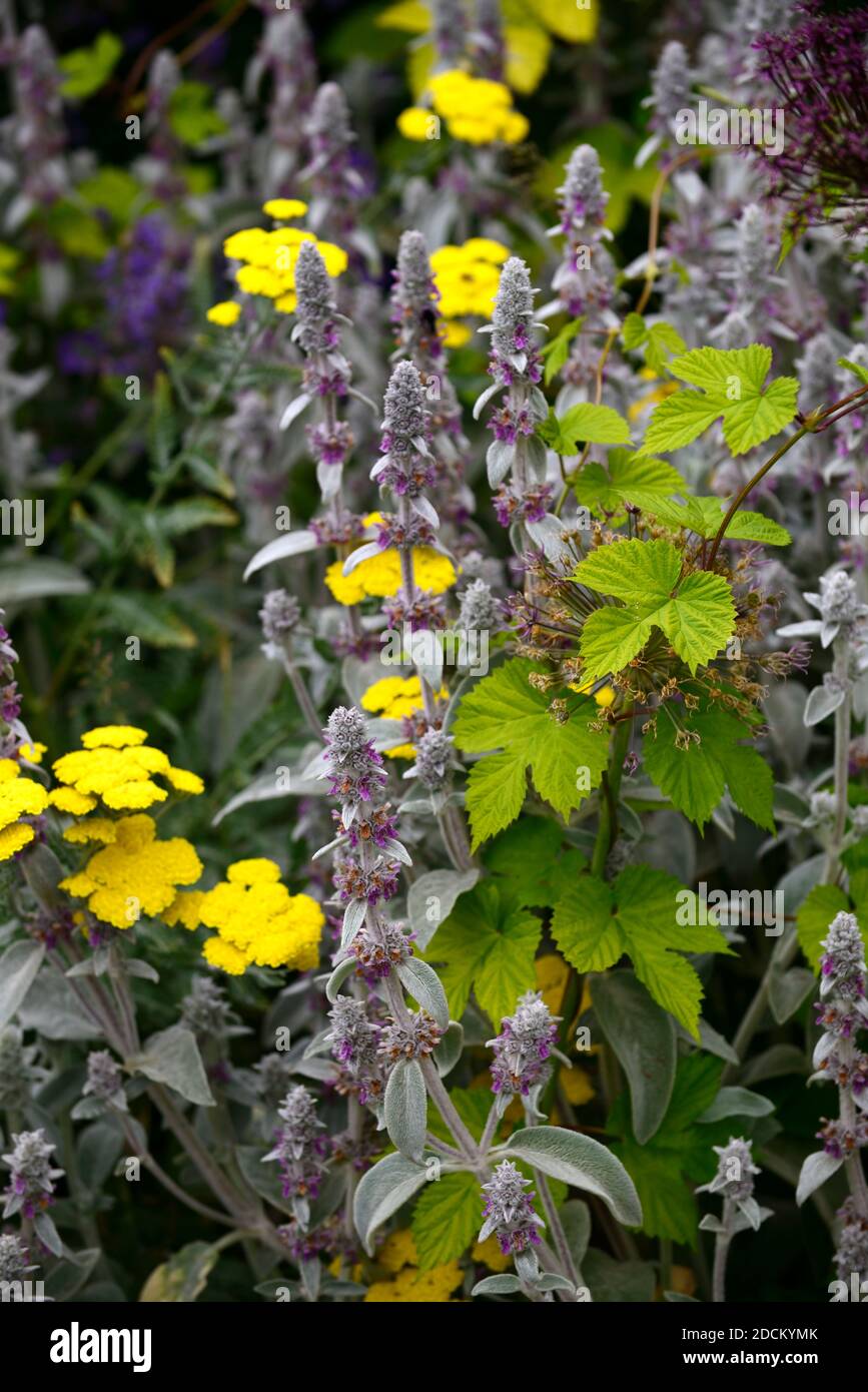 stachys byzantina,lamb's ear,achillea filipendulina moonshine,yellow yarrow,humulus aureus,golden hop,new growth,yellow leaves,yellow,golden foliage,c Stock Photo