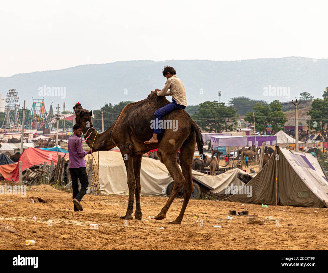 an unidentified rajasthani camel rider enjoyed the camel ride with ...