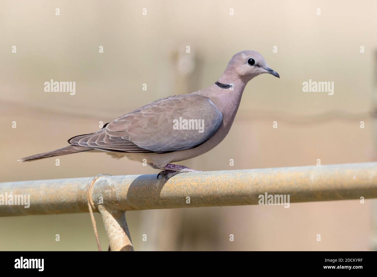 Ring-necked Dove (Streptopelia capicola), adult perched on a fence, Western Cape, South Africa Stock Photo