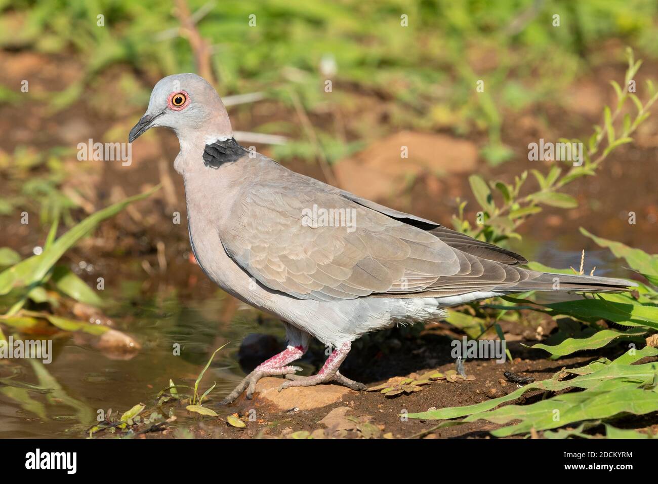 Mourning Collared Dove ( Streptopelia decipiens ambigua), side view of an adult at drinking pool, Mpumalanga, South Africa Stock Photo