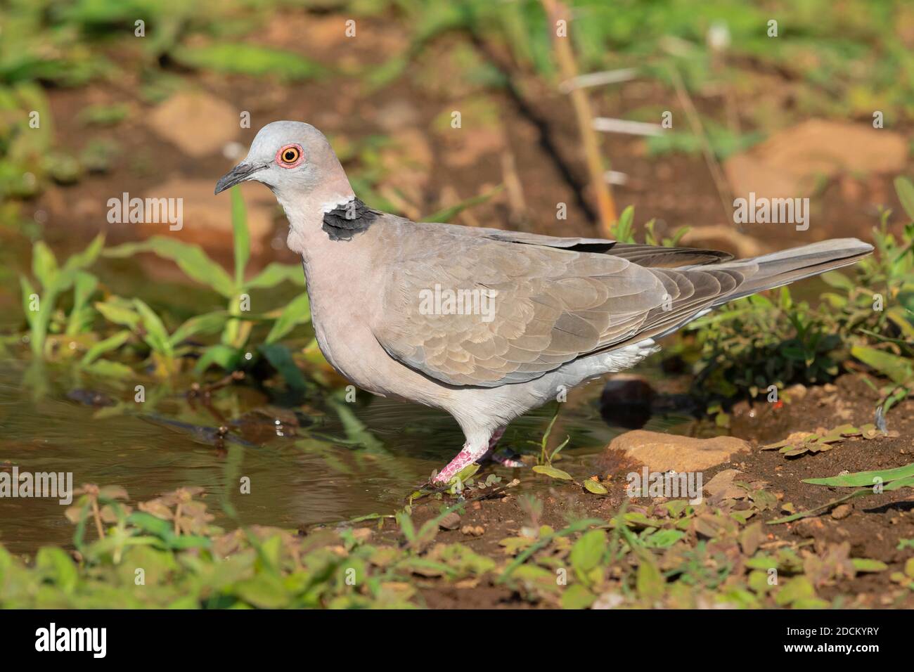 Mourning Collared Dove ( Streptopelia decipiens ambigua), side view of an adult at drinking pool, Mpumalanga, South Africa Stock Photo