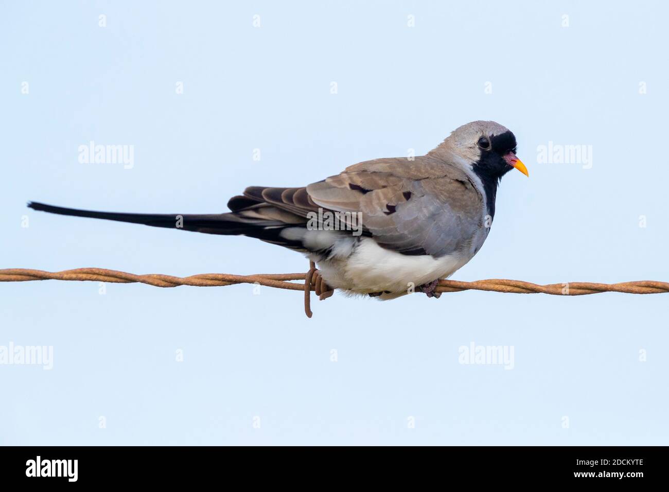 Namaqua Dove (Oena capensis), side view of an adult male perched on a barbed wire, Western Cape, South Africa Stock Photo