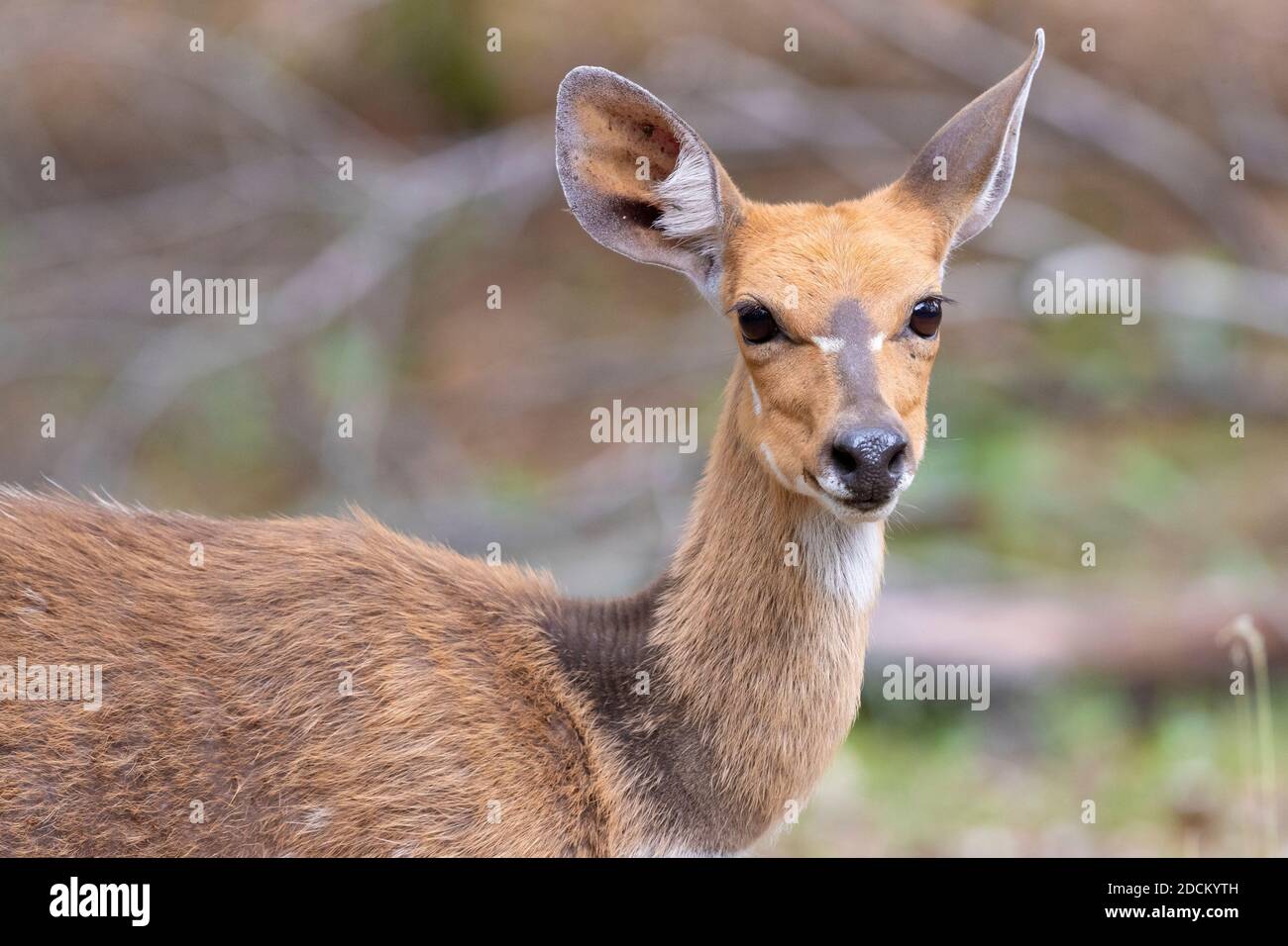 Harnessed Bushbuck (Tragelaphus scriptus), close-up of an adult female, Mpumalanga, South Africa Stock Photo