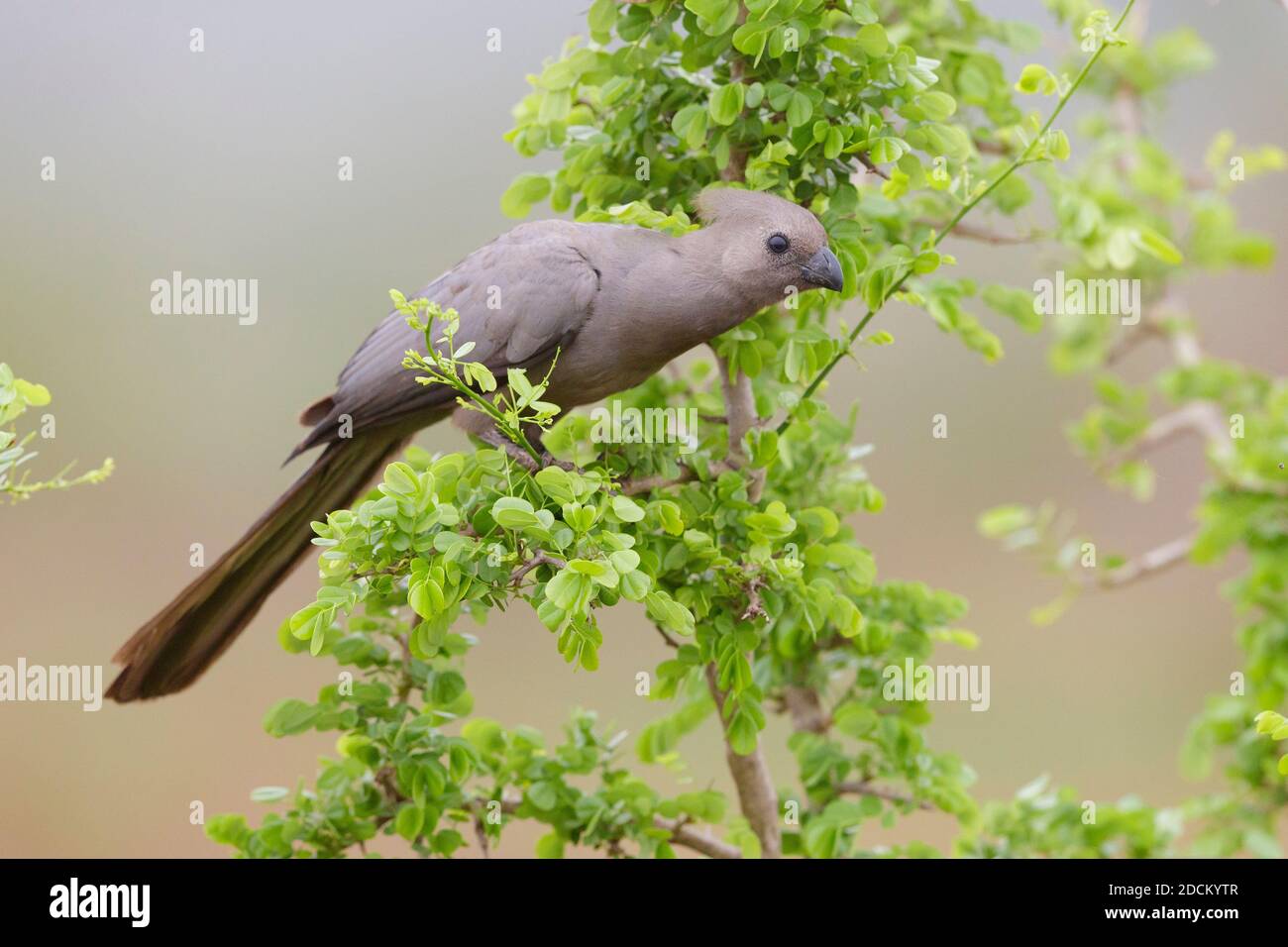 Greay Go-away-bird (Corythaixoides concolor bechuanae), side view of an adult perched on a branch, Mpumalanga, South Africa Stock Photo