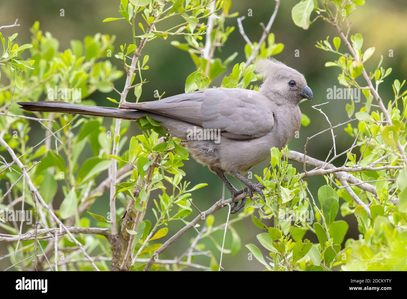 Greay Go-away-bird (Corythaixoides concolor bechuanae), side view of an adult perched on a branch, Mpumalanga, South Africa Stock Photo