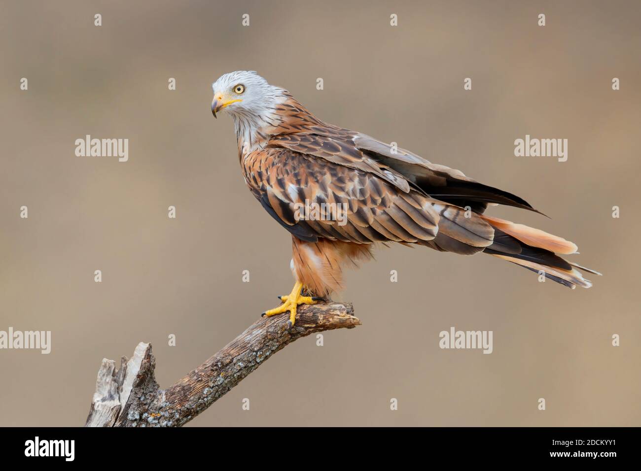 Red Kite (Milvus milvus), side view of an adult perched on a dead tree, Basilicata, Italy Stock Photo