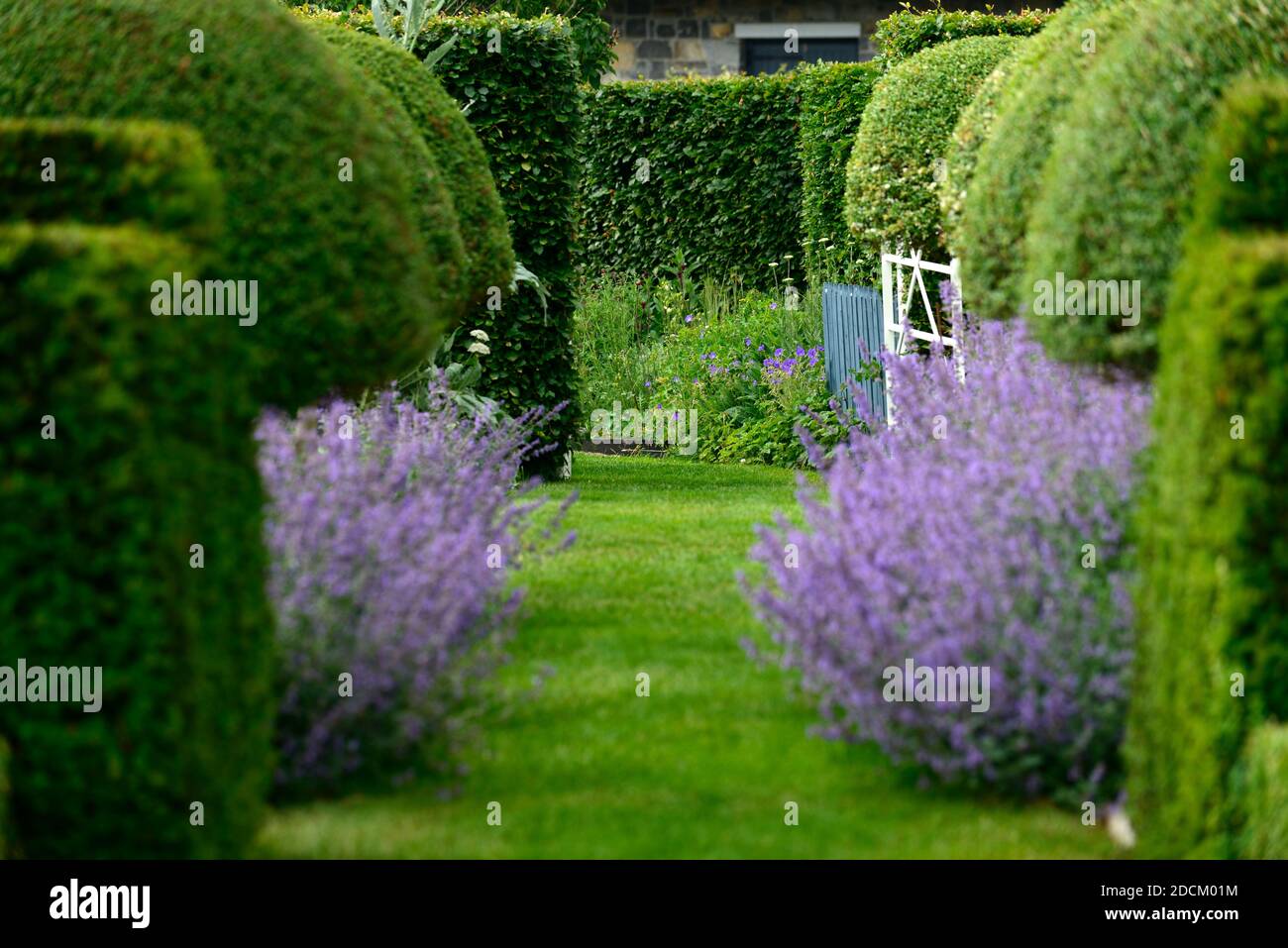 Nepeta six hills giant,Catnip,Catmint,violet,blue,flower,formal garden,box hedge,box hedging,topiary,hedging,catnip hedge,garden design,garden,gardens Stock Photo