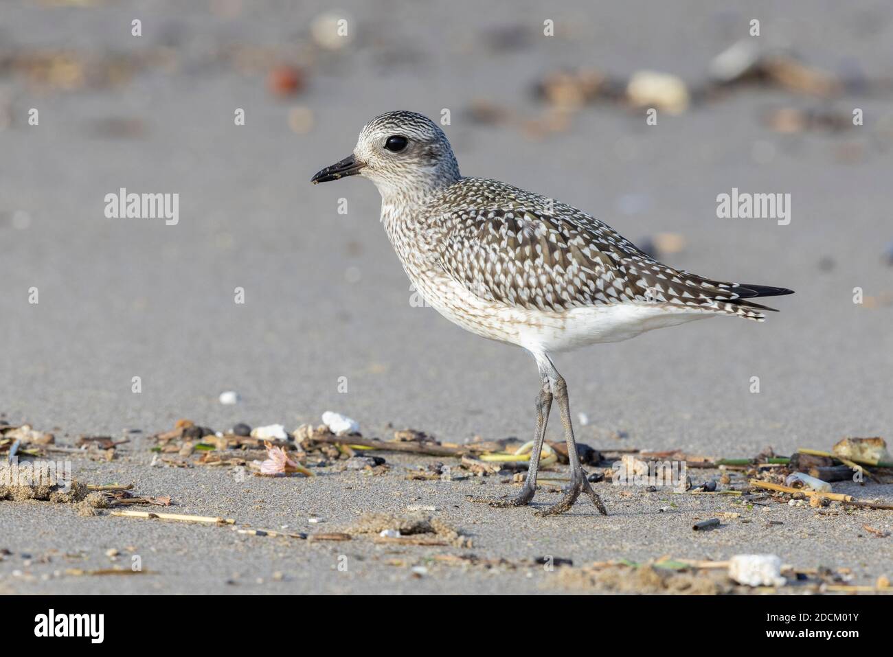 Grey Plover (Pluvialis squatarola), side view of a juvenile standing on the sand, Campania, Italy Stock Photo