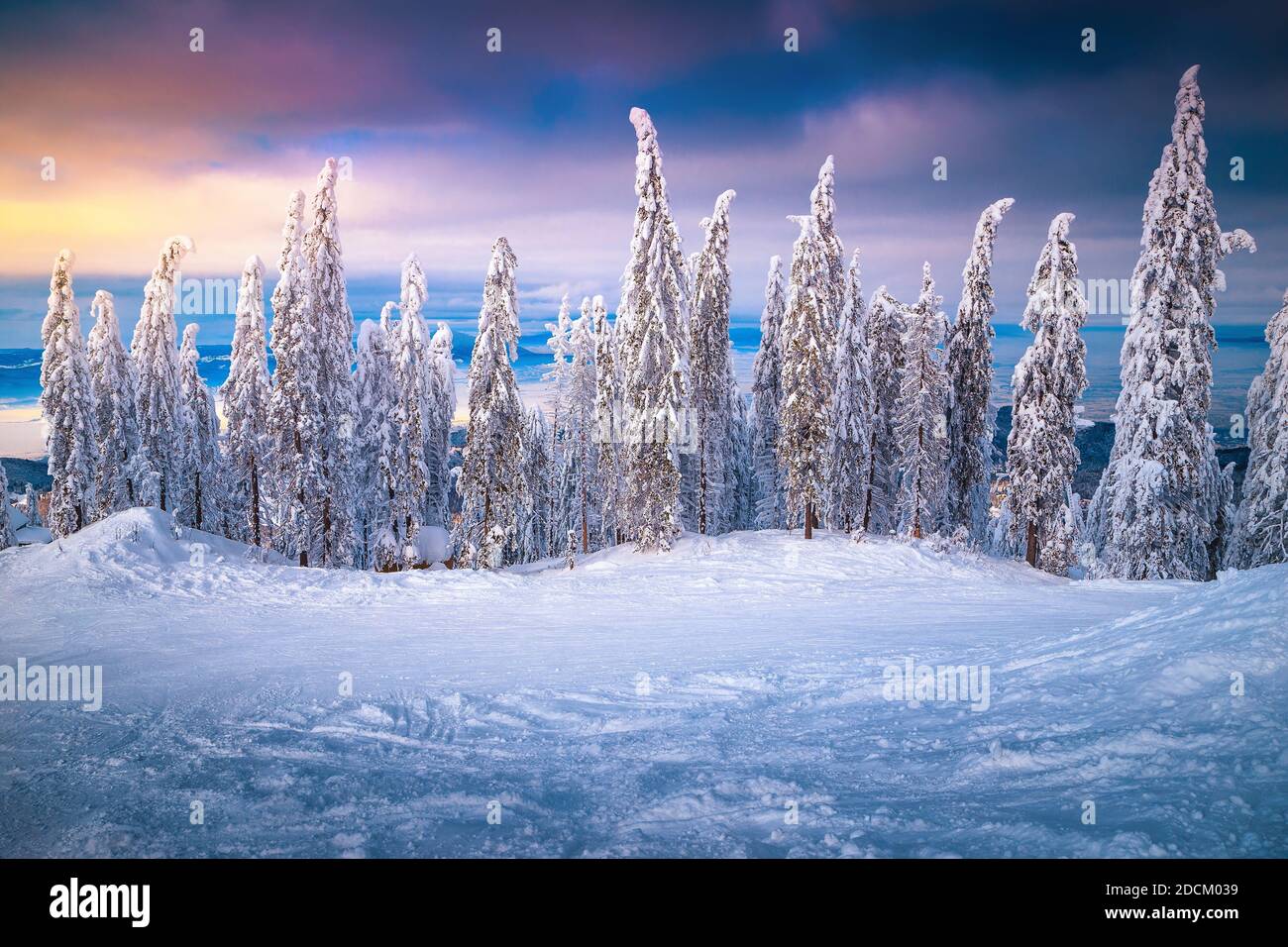 Amazing frozen winter forest landscape with snow covered pine trees at sunset, Romania. Happy New Year celebration concept Stock Photo