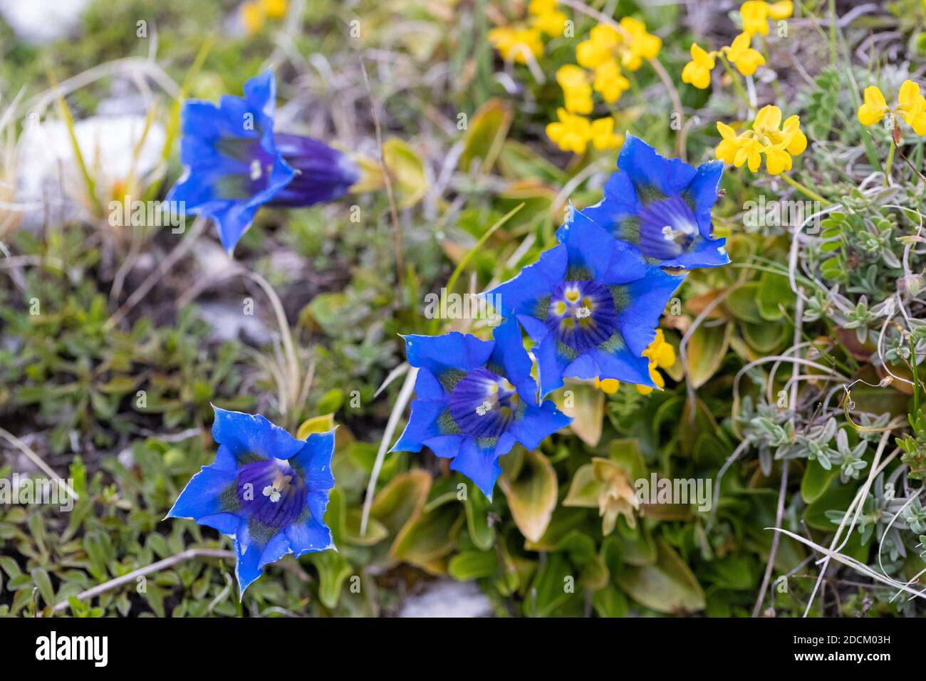 Trumpet Gentian (Gentiana dinarica), close-up of flowers on the ground, Abruzzo, Italy Stock Photo