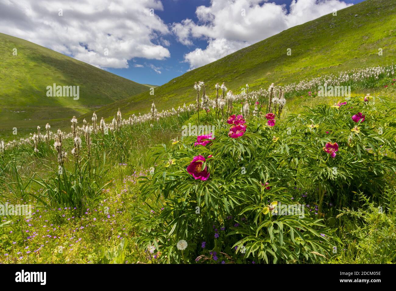 Common Peony (Paeonia officinalis), plants growing on a moutain slope, Abruzzo, Italy Stock Photo