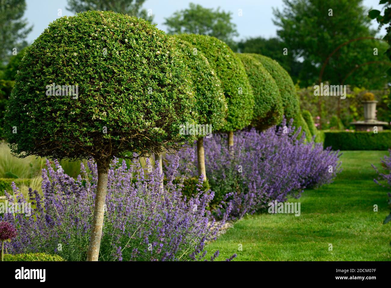 Nepeta six hills giant,Catnip,Catmint,violet,blue,flower,formal garden,box hedge,box hedging,topiary,hedging,catnip hedge,garden design,garden,gardens Stock Photo